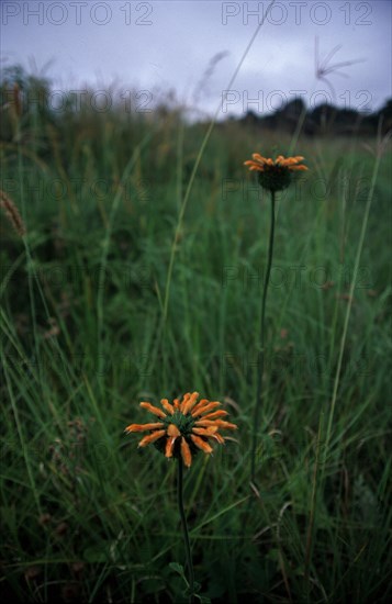 Wild Dagga (Leonotis leonurus)