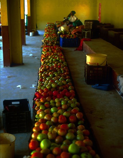 Selling tomatoes