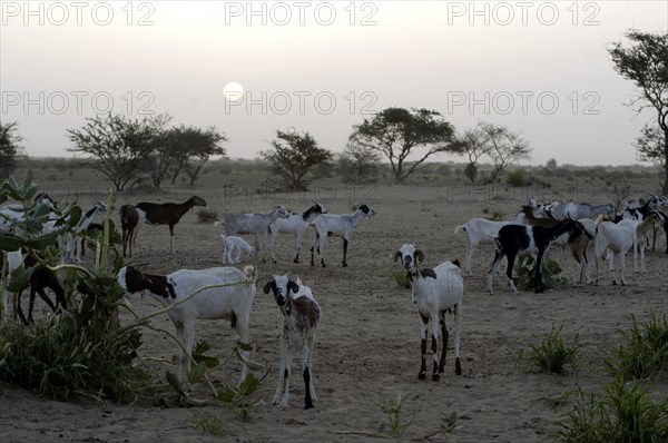 Niger