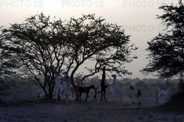 Niger