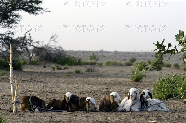 Niger