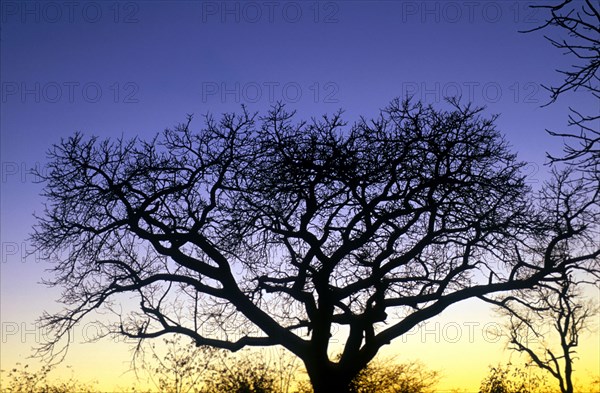 Marula Tree (Sclerocarya birrea)