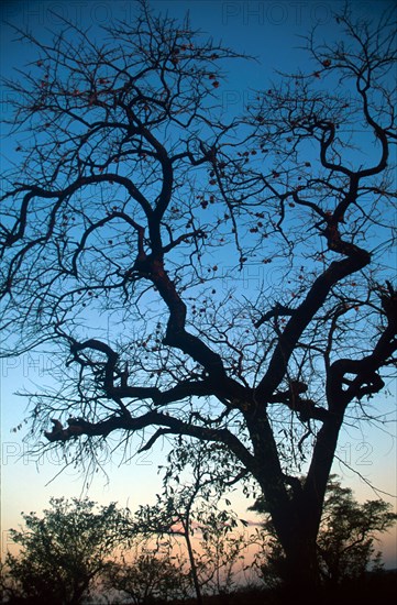 Marula tree (Sclerocarya birrea)