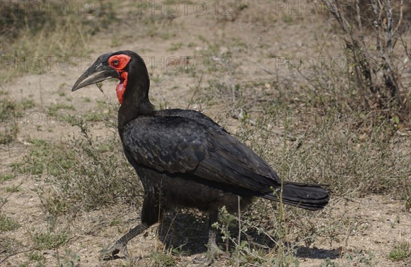 Ground Hornbill