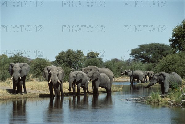 Thirsty  Elephants