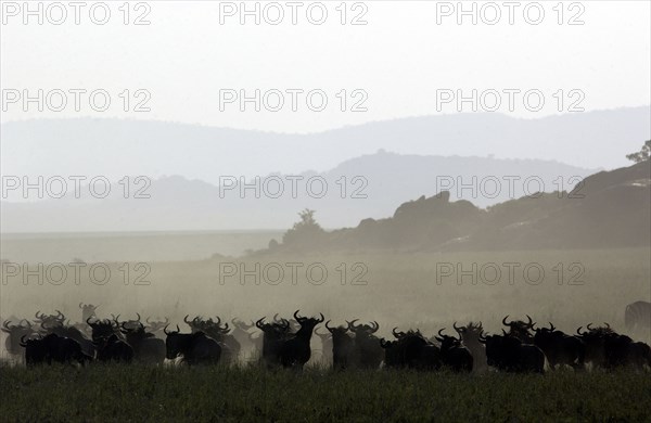 Widerbeast migration.Kenya