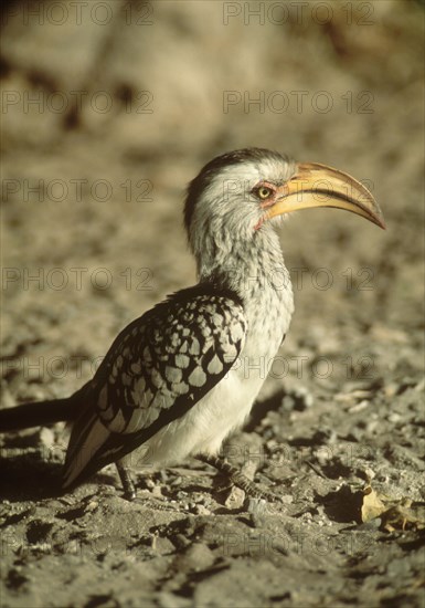 Yellow-billed Hornbill