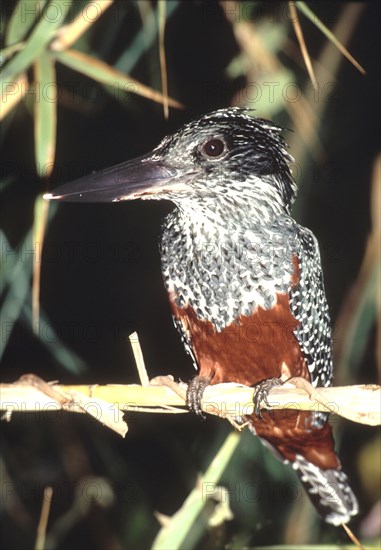 Giant Kingfisher