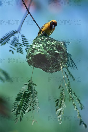 Masked Weaver. Home building