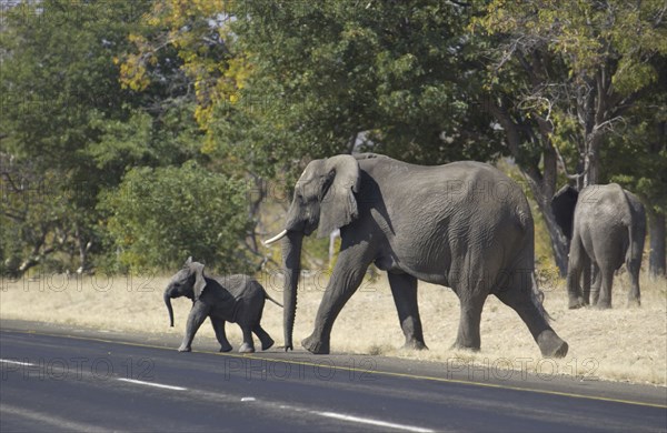 Elephant crossing