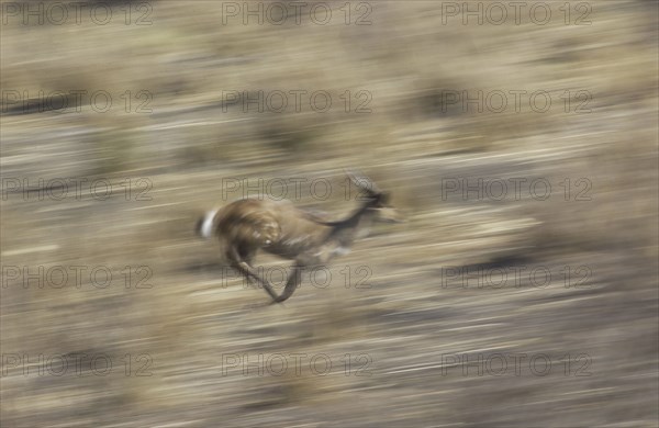 Bushbuck