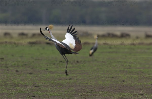 Crested Crane