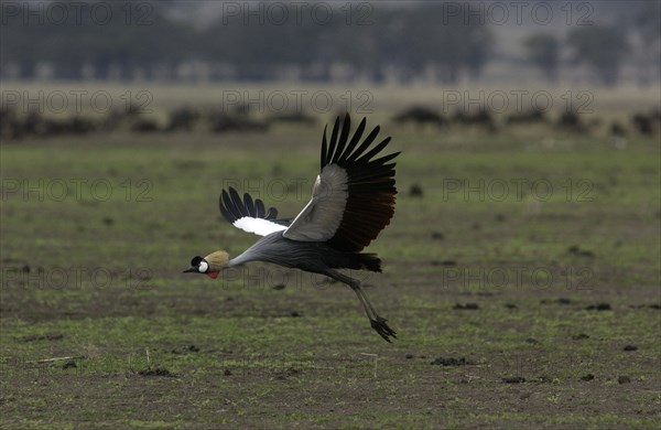 Crested Crane