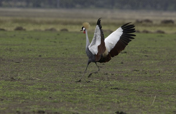 Crested Crane