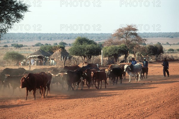 Dusty road home