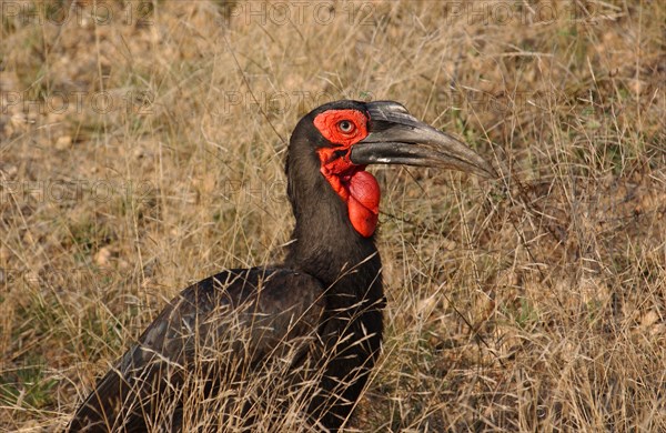 Ground Hornbill