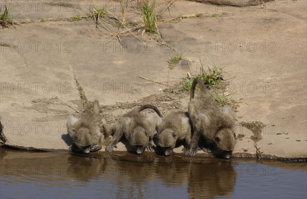 Baboons drinking