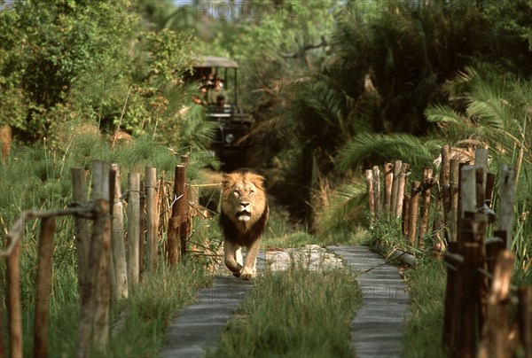 Lion crossing bridge