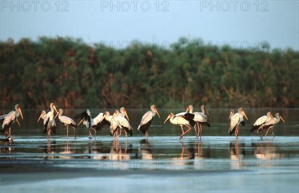 Yellow billed stocks. Shakawe