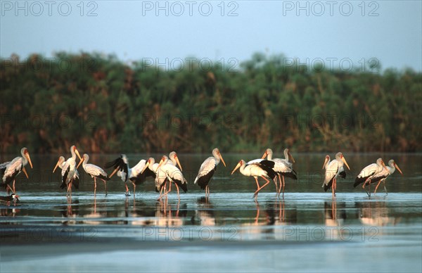 Yellow billed stocks. Shakawe