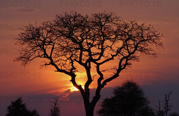 African sunset