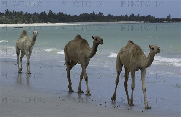 Camels on the beach