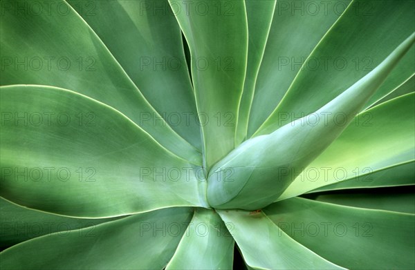 Aloe