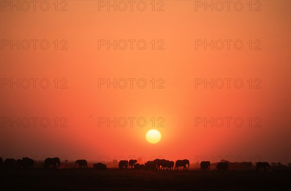 Elephants at sunset.Chobe River