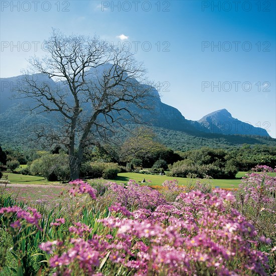 KIRSTENBOSCH NATIONAL BOTANICAL GARDENS