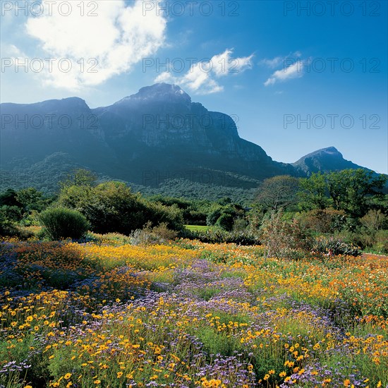 KIRSTENBOSCH NATIONAL BOTANICAL GARDENS