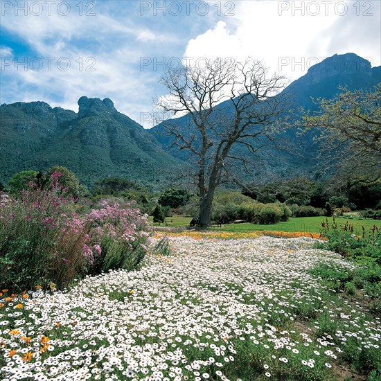 KIRSTENBOSCH NATIONAL BOTANICAL GARDENS