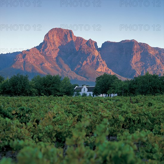 CAPE WINELANDS