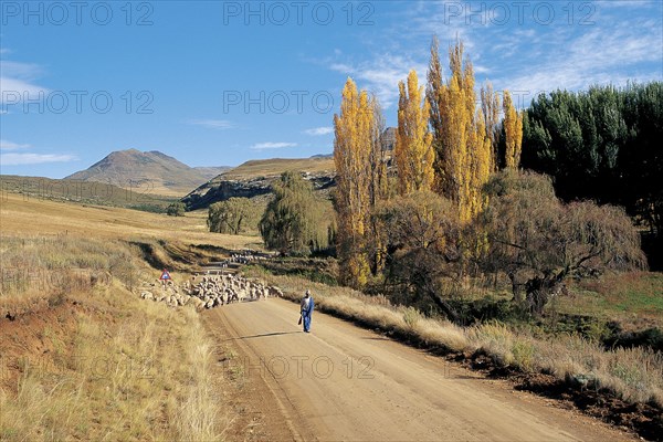 SHEEP FARMING NEAR RHODES