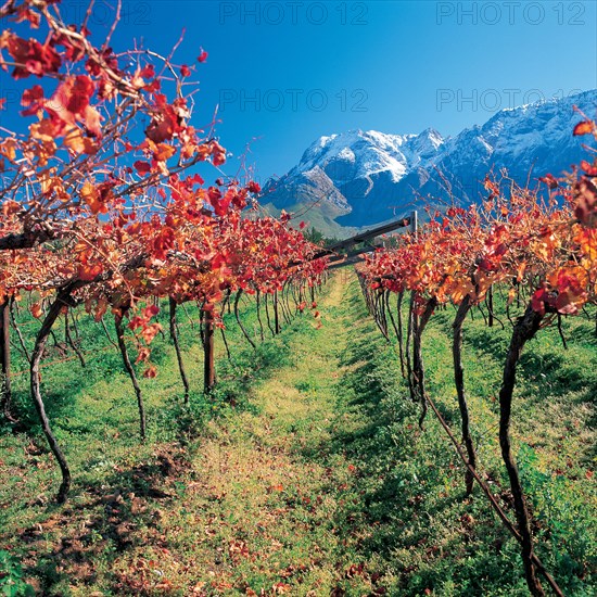 AUTUMN VINEYARDS