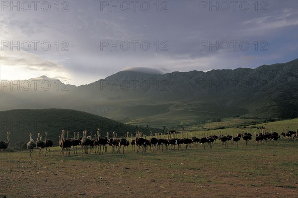 GRAZING OSTRICHES IN THE LITTLE KAROO