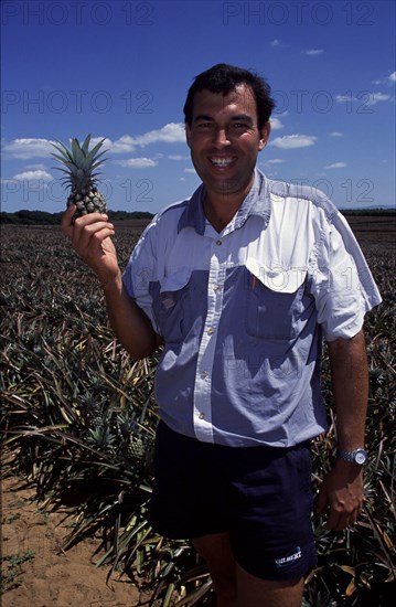 pineapple farming