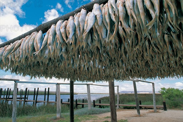 BOKKEMS, VELDDRIF