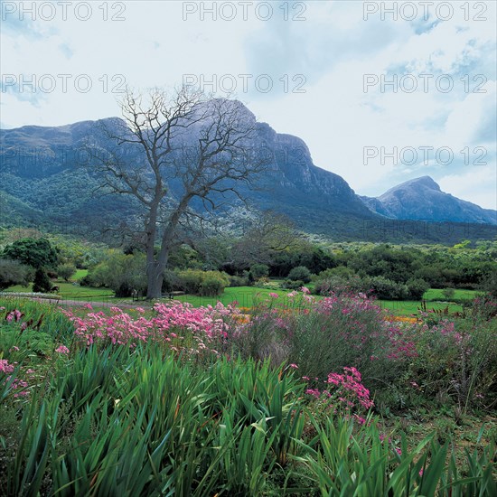 KIRSTENBOSCH NATIONAL BOTANICAL GARDENS