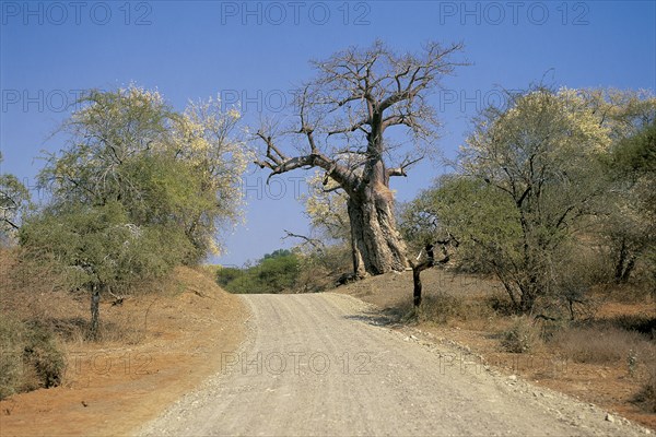 BAOBAB TREE