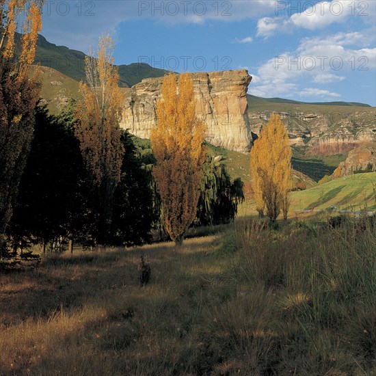 POPLARS AT GOLDEN GATE
