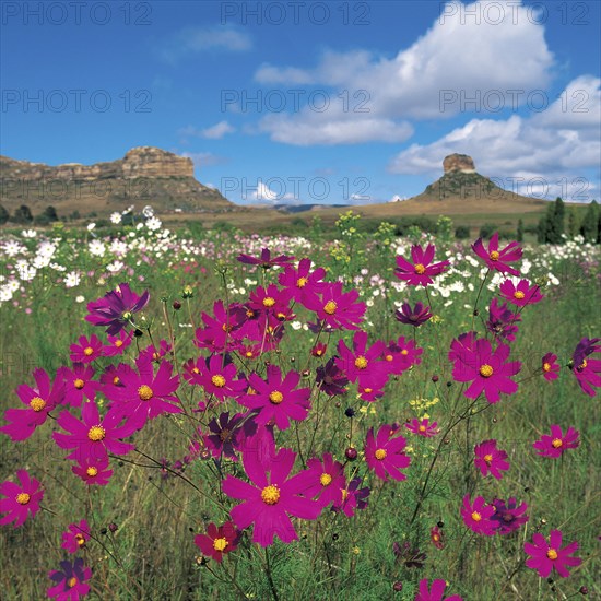 A FIELD OF COSMOS