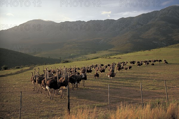 GRAZING OSTRICHES IN THE LITTLE KAROO