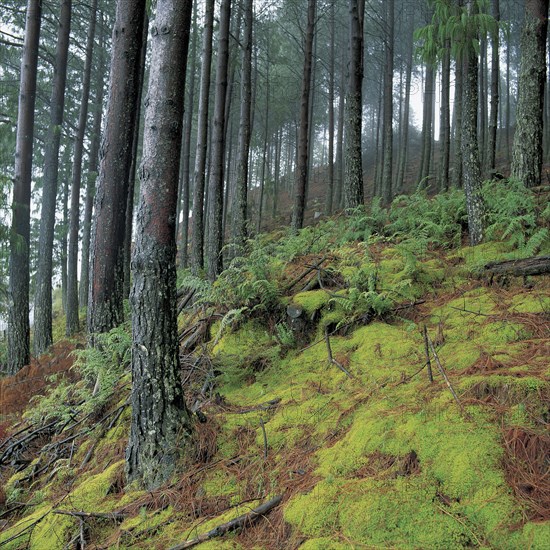 FERNS AND MOSS IN A PINE FOREST