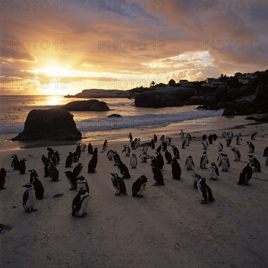 PENQUINS AT BOULDERS BEACH