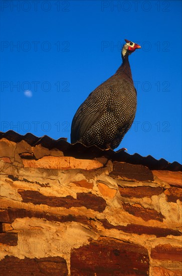 Helmetted Guineafowl (Numida meleagris)