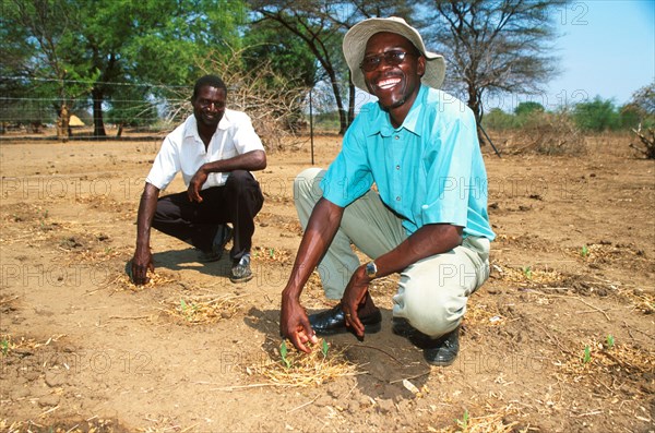 Green shoots in drought