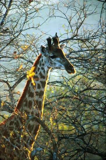 Giraffe (Giraffa camelopardalis)