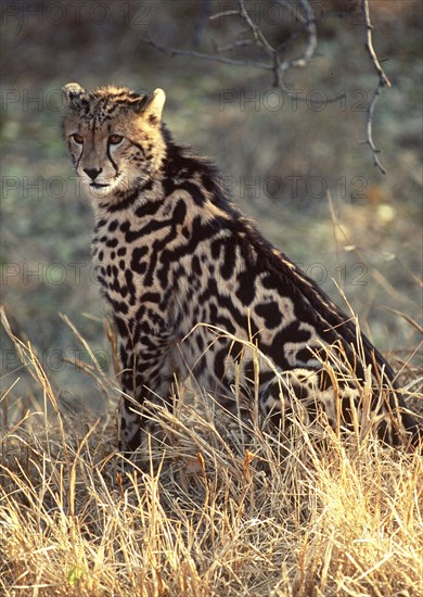 King Cheetah
