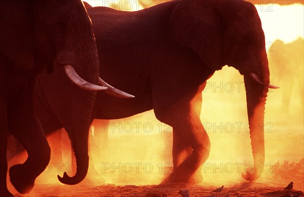 Elephants at sunset