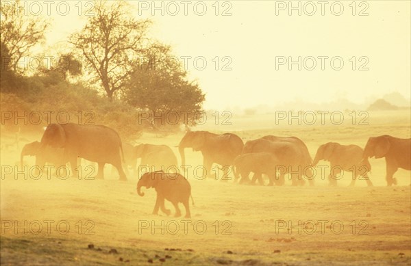 Chobe dust